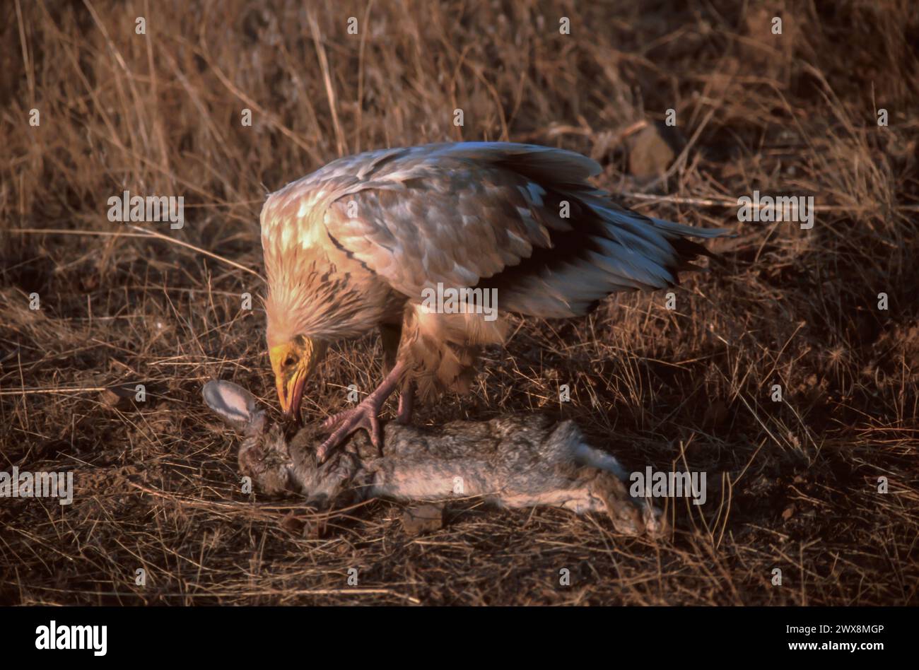 Egyptian Vulture (Neophron percnopterus) eating rabbit Stock Photo