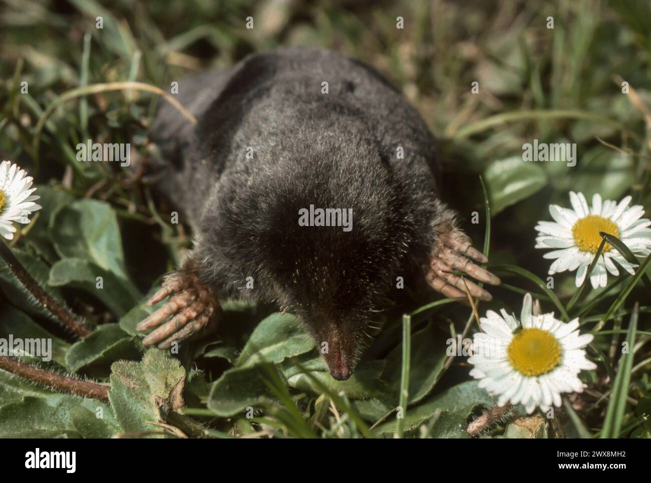 Common mole (Talpa europaea) Stock Photo
