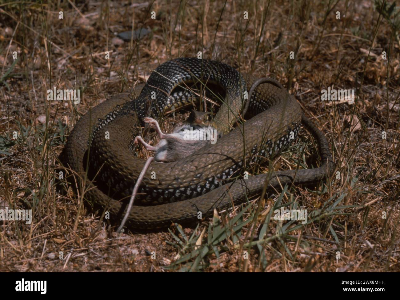 Montpellier snake (Malpolon monspessulanus) eating a rodent Stock Photo