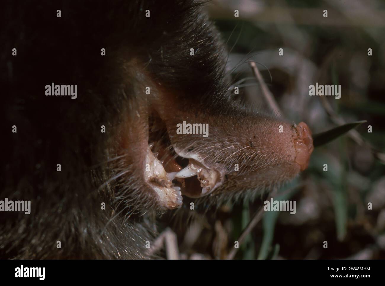 Common mole (Talpa europaea) Stock Photo