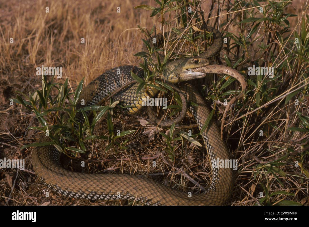Montpellier Snake (Malpolon monspessulanus) eating another snake Stock Photo