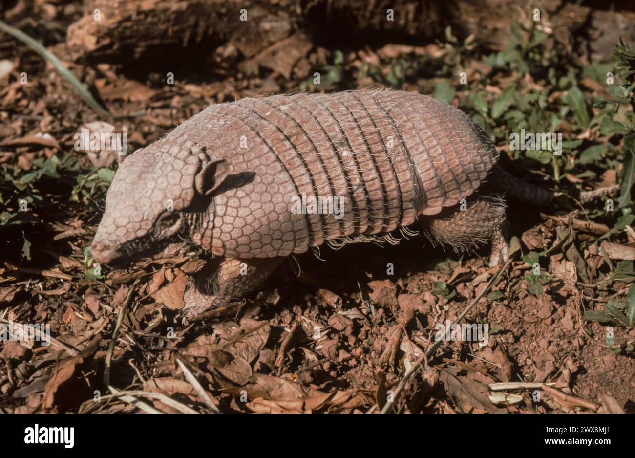 Large Hairy Armadillo (Chaetophractus villosus) Stock Photo