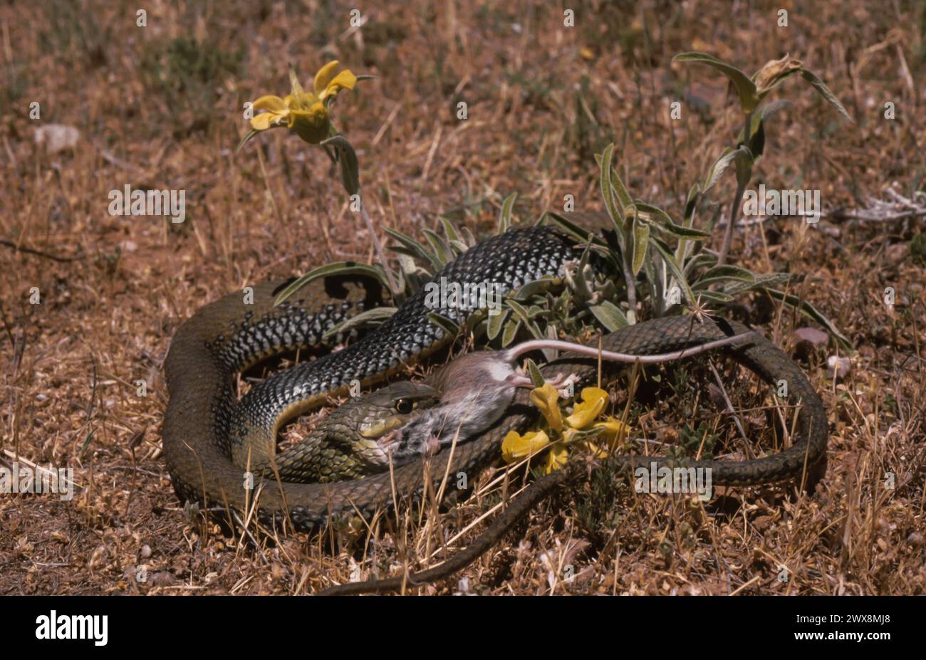 Montpellier snake (Malpolon monspessulanus) eating a rodent Stock Photo