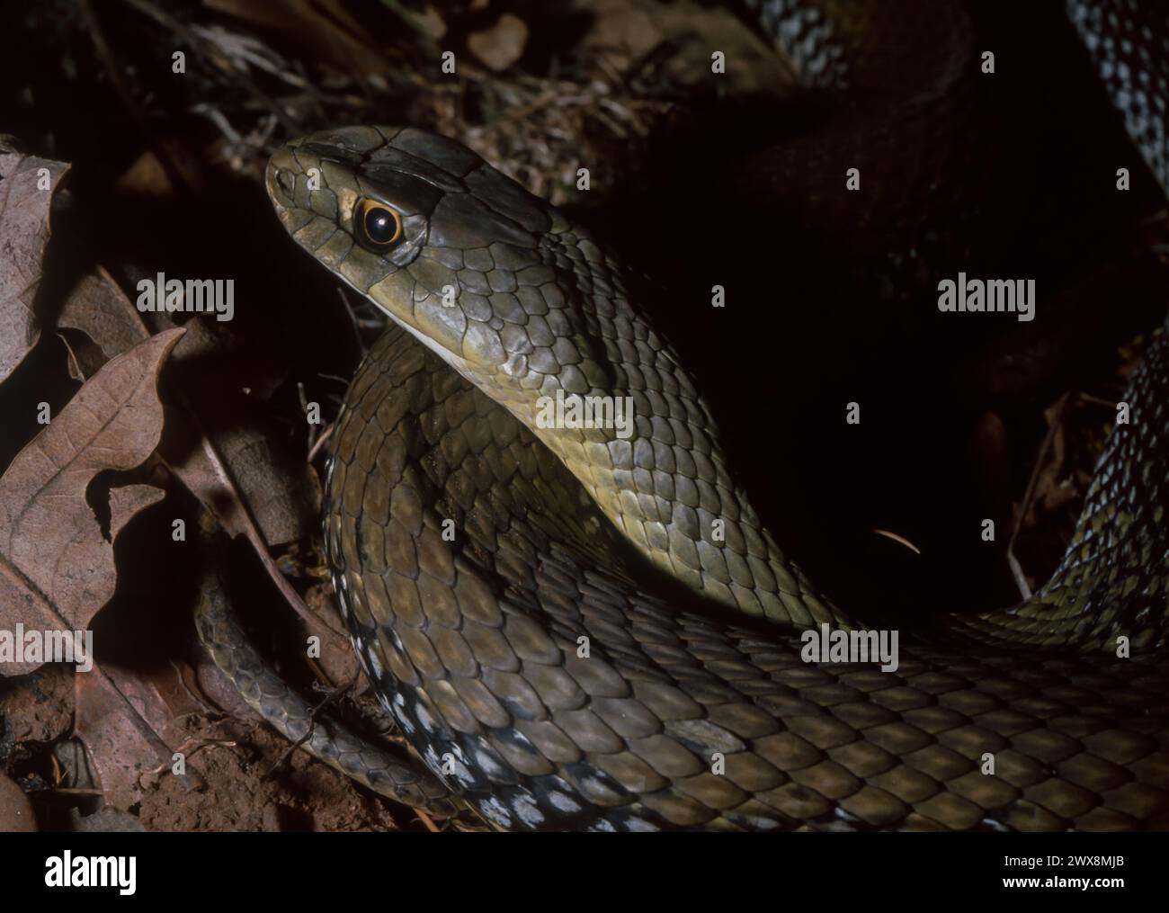 Montpellier Snake (Malpolon monspessulanus) Stock Photo