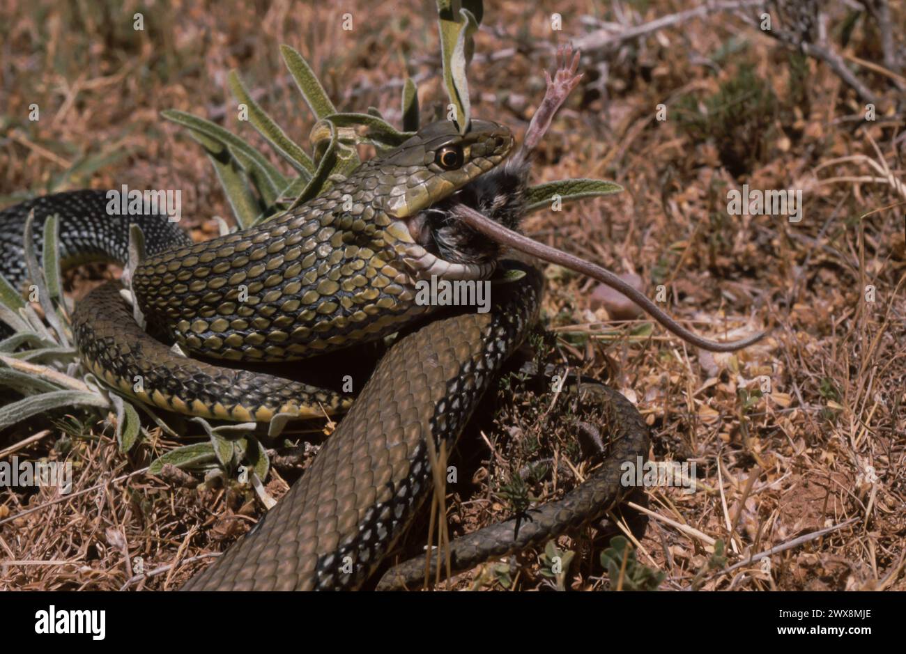 Montpellier snake (Malpolon monspessulanus) eating a rodent Stock Photo