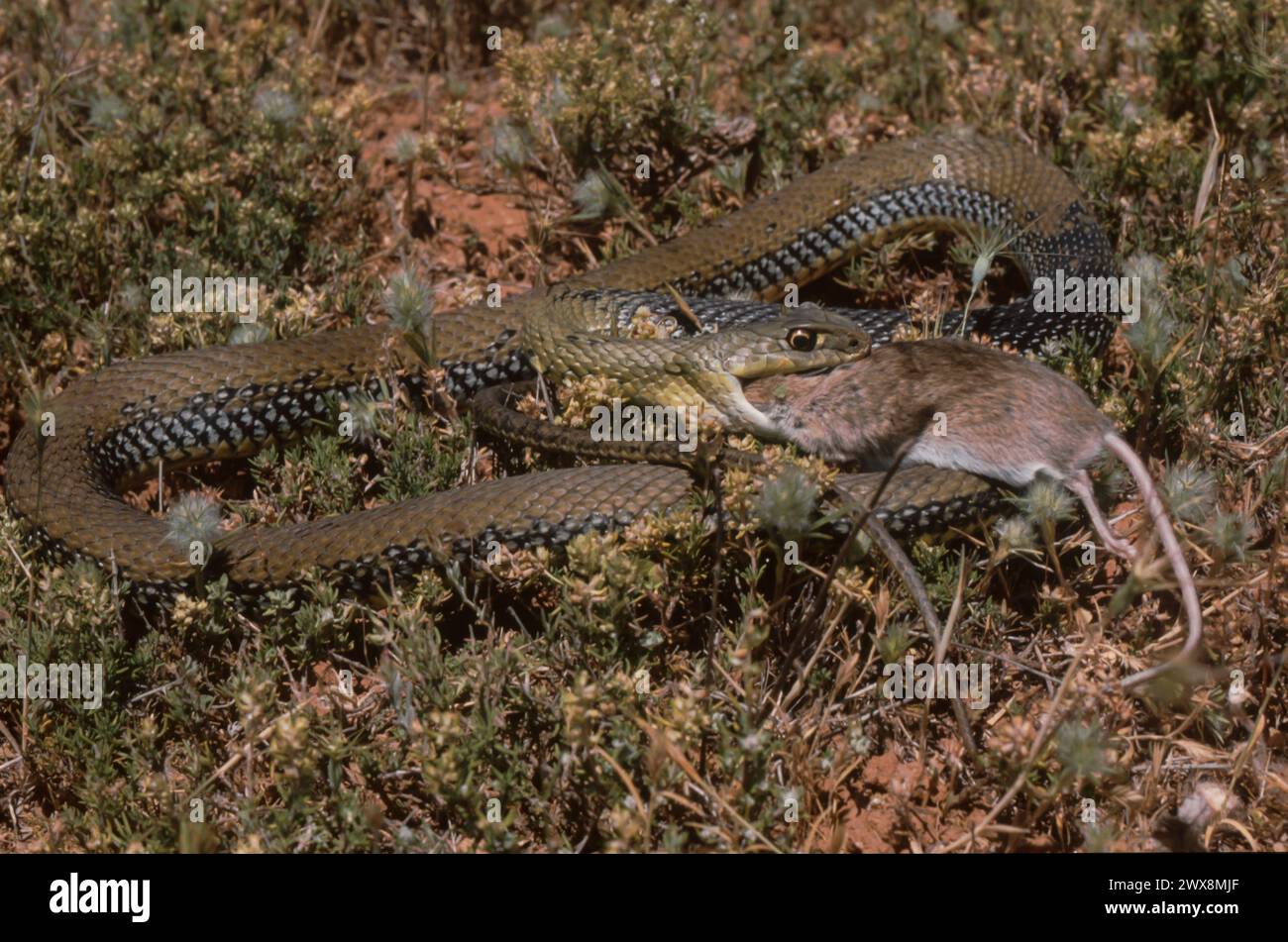 Montpellier snake (Malpolon monspessulanus) eating a rodent Stock Photo