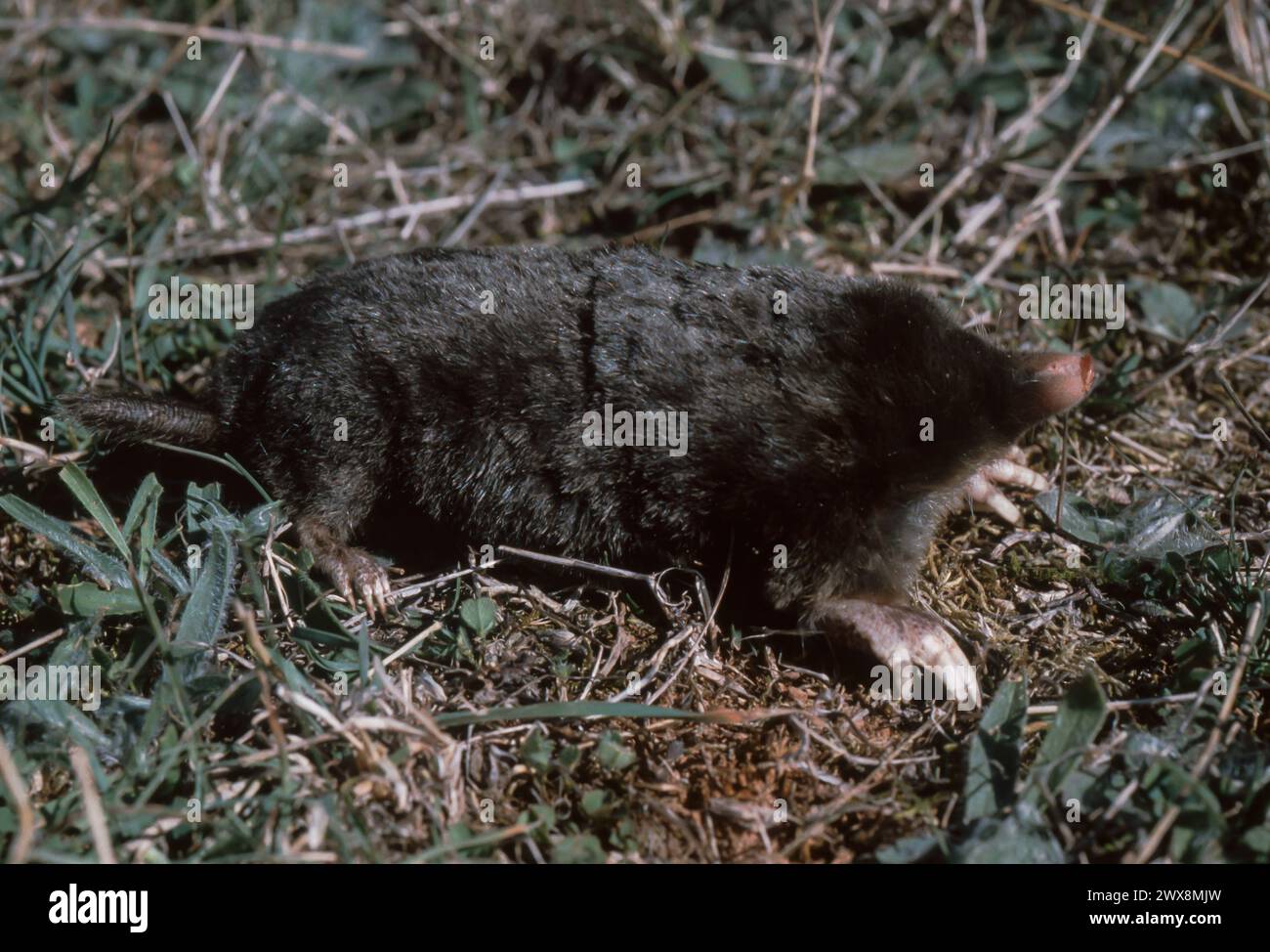 Common mole (Talpa europaea) Stock Photo