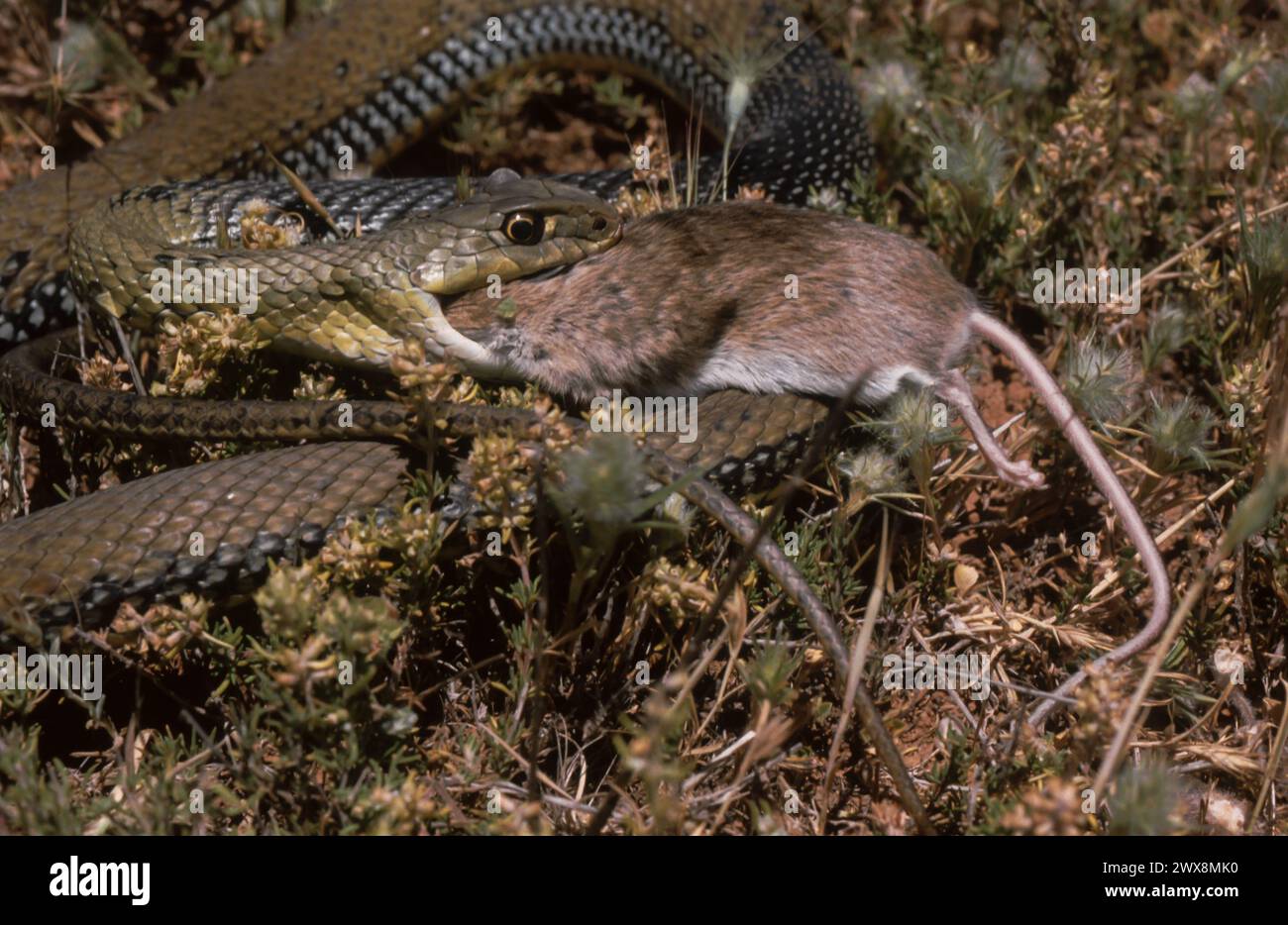 Montpellier snake (Malpolon monspessulanus) eating a rodent Stock Photo