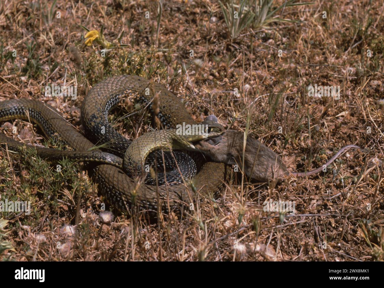 Montpellier snake (Malpolon monspessulanus) eating a rodent Stock Photo