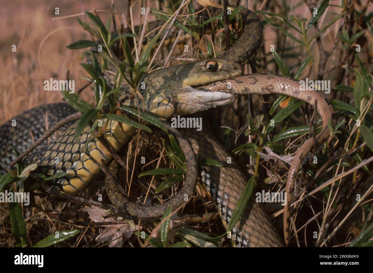 Montpellier Snake (Malpolon monspessulanus) eating another snake Stock Photo