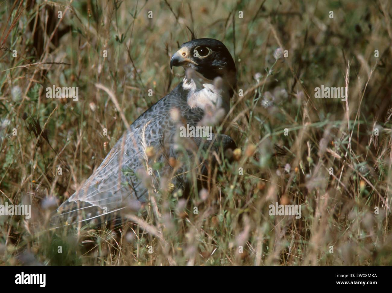 Adult peregrine falcon (Falco peregrinus) Stock Photo