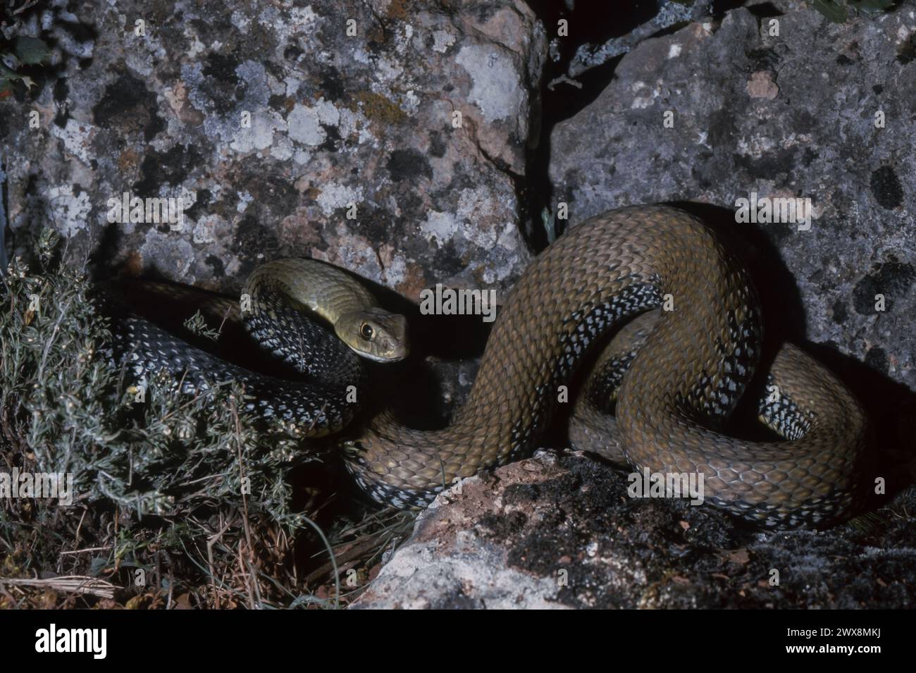 Montpellier Snake (Malpolon monspessulanus) Stock Photo