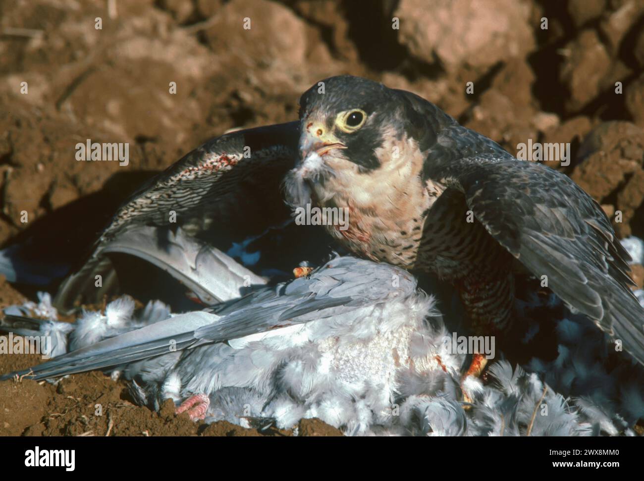 Adult peregrine falcon (Falco peregrinus) eating a pigeon Stock Photo