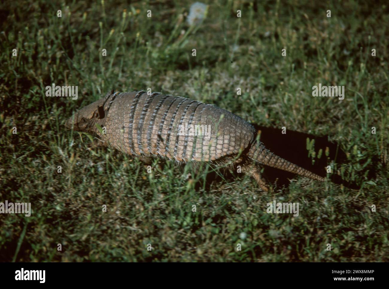 Armadillo Stock Photo