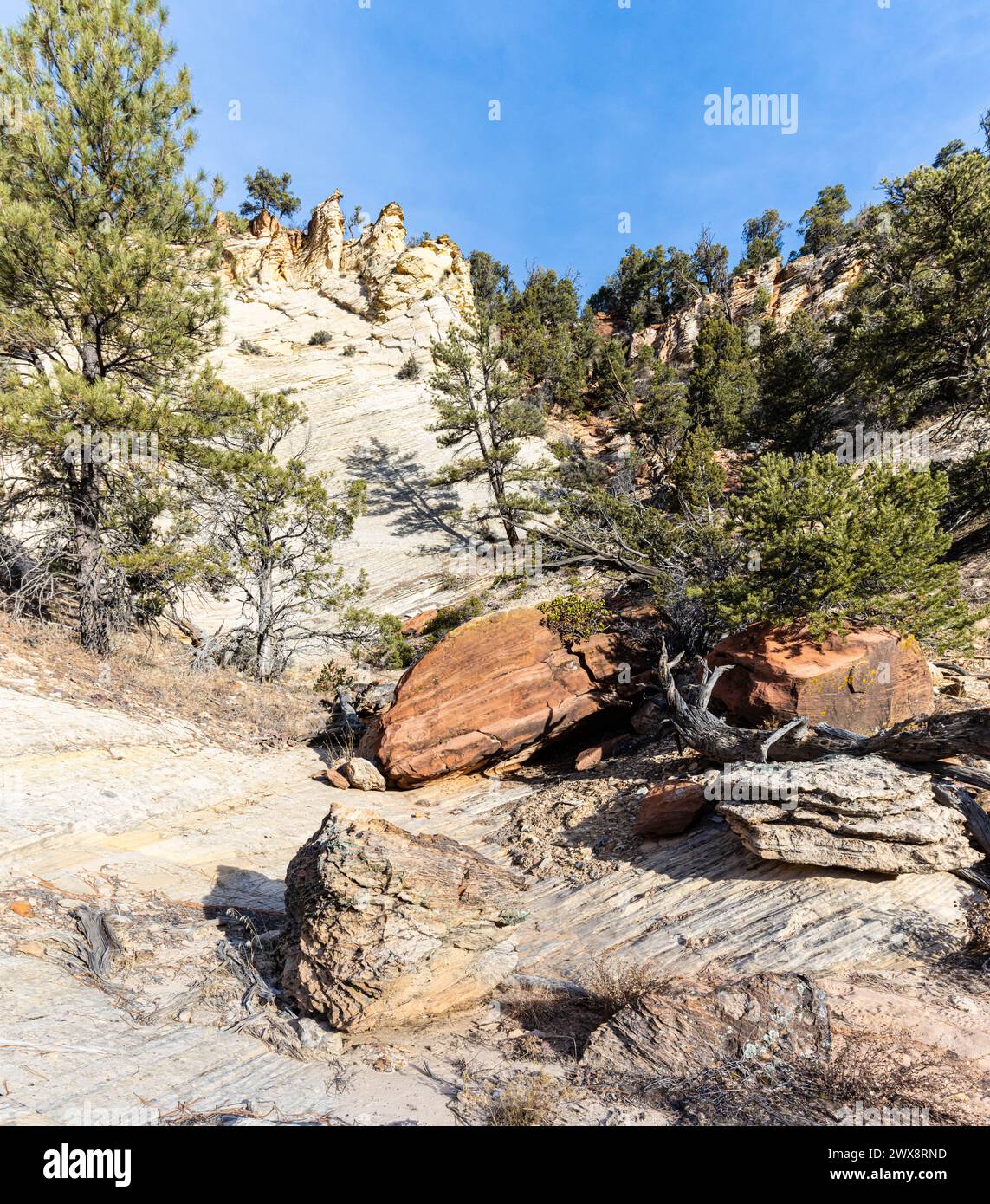 Boulders and Pinyon Pine Trees on Navajo Sandstone Slickrock, East Rim Trail, Zion National Park, Utah, USA Stock Photo