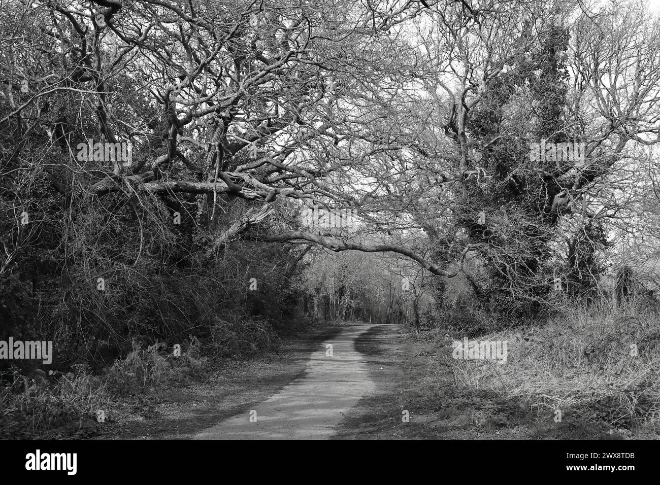 Overhanging branches of trees hi-res stock photography and images - Alamy