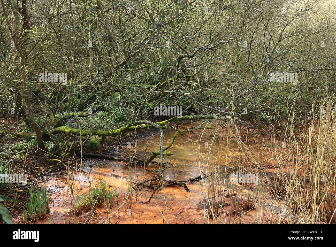 Wild trees and foliage over a calm rust red stream. Early spring photo taken in woodland in the Wildgrounds Nature Reserve in Gosport, England. Stock Photo