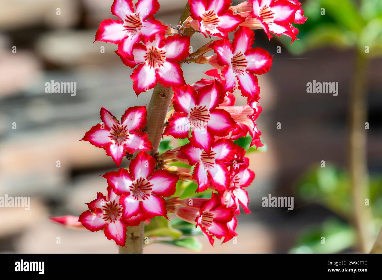 This close-up shot showcases the vibrant red and white petals of an Impala Lily flower. The intricate patterns and textures of the flower are clearly Stock Photo