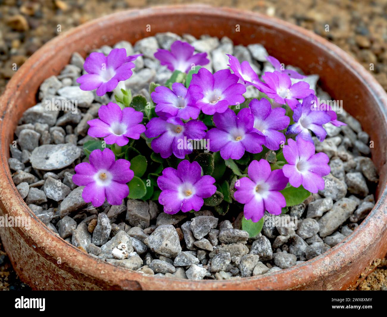 Purple flowers of Primula allionii Lepus in a clay pot Stock Photo