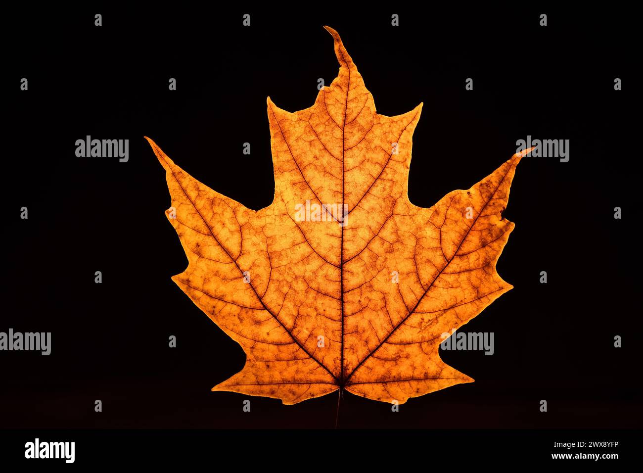 Maple leaf backlit on black background. Acer saccharum Marsh Stock Photo