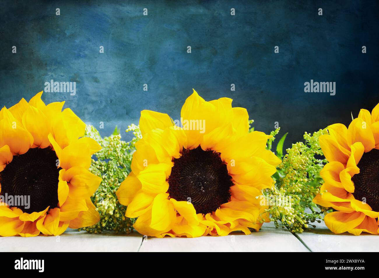 Three large beautiful sunflowers against a blue painterly background with copy space. Front view. Stock Photo