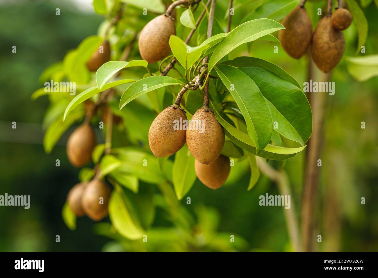 Sapodilla fruits close up view Stock Photo