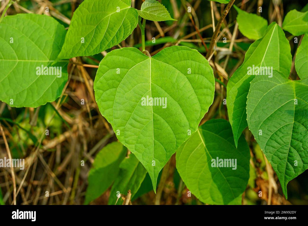 Gmelina arborea leaves, Beautiful heart shaped leaves Stock Photo