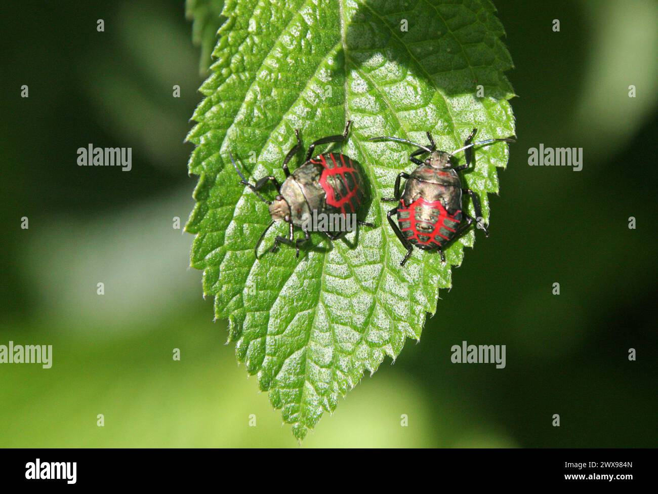 Blue Shieldbug Nymph, Zicrona caerulea, Pentatomidae, Hemiptera. Costa Rica.  Red and Black Shield Bug or Stink Bug. Stock Photo