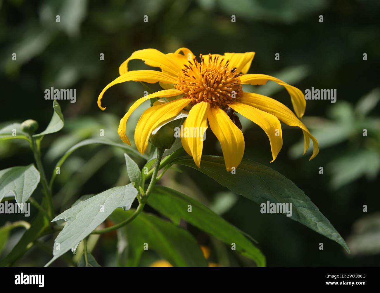 Tree Marigold, Mexican Tournesol, Mexican Sunflower, Japanese Sunflower or Nitobe Chrysanthemum, Tithonia diversifolia, Asteraceae. Costa Rica. Tithon Stock Photo