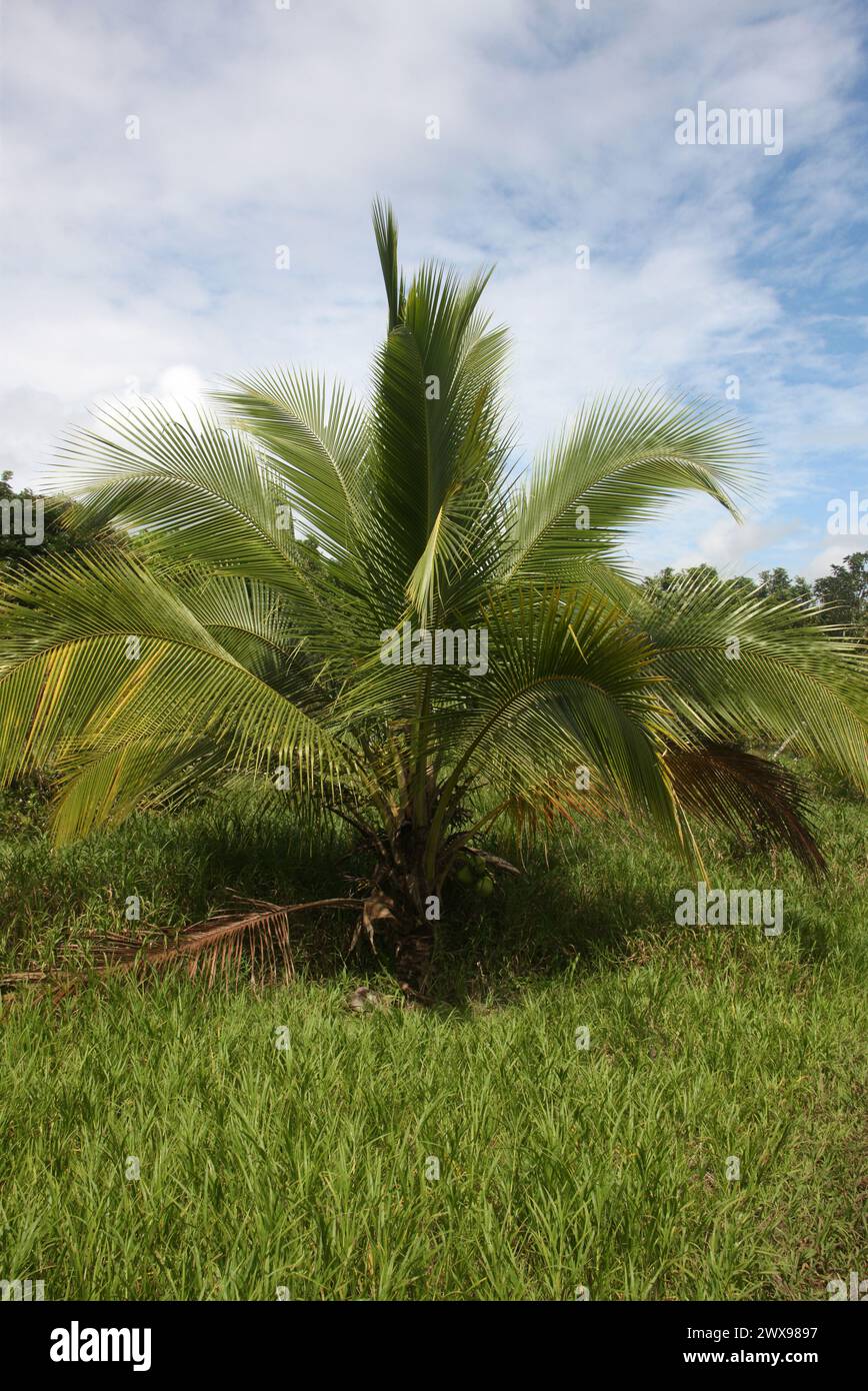 American Oil Palm, Elaeis oleifera, Arecaceae. Costa Rica. Elaeis oleifera is a species of palm commonly called the American oil palm. Stock Photo