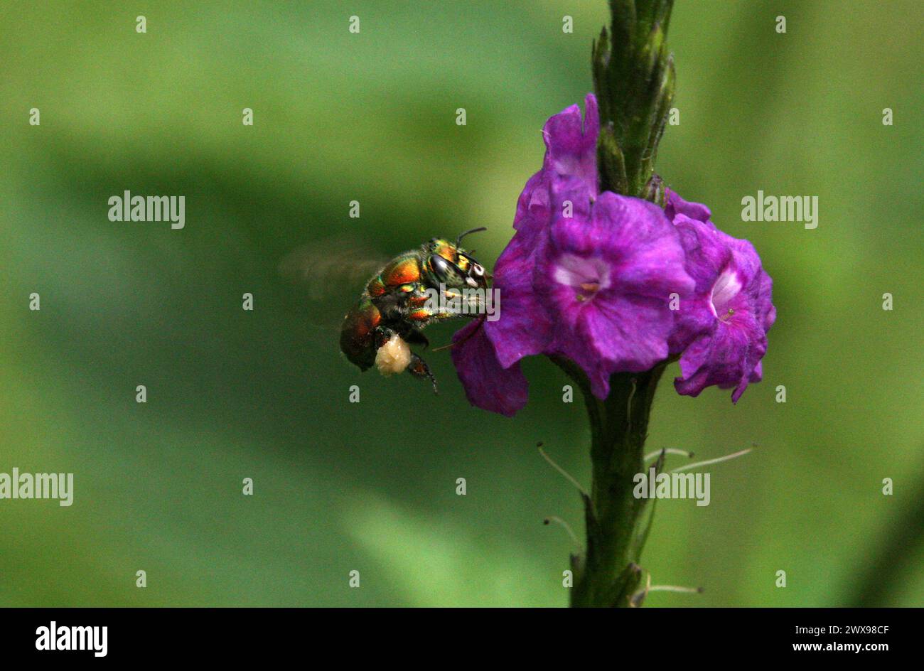 Orange Orchid Bee, Euglossa hansoni, Apidae, Hymenoptera. Feeding on Jamaica vervain, Stachytarpheta jamaicensis, Costa Rica. Stock Photo