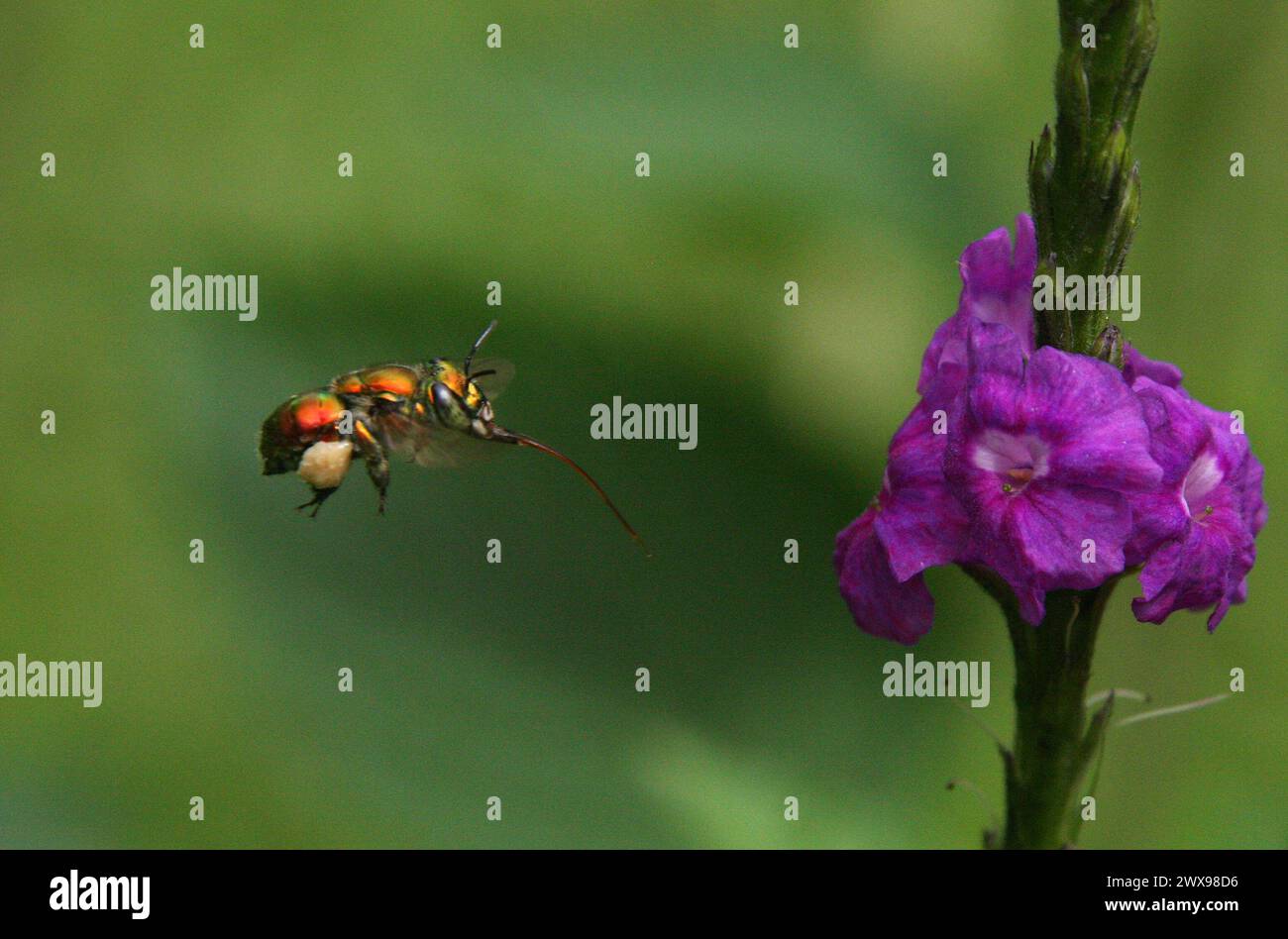 Orange Orchid Bee, Euglossa hansoni, Apidae, Hymenoptera. Feeding on Jamaica vervain, Stachytarpheta jamaicensis, Costa Rica. Stock Photo
