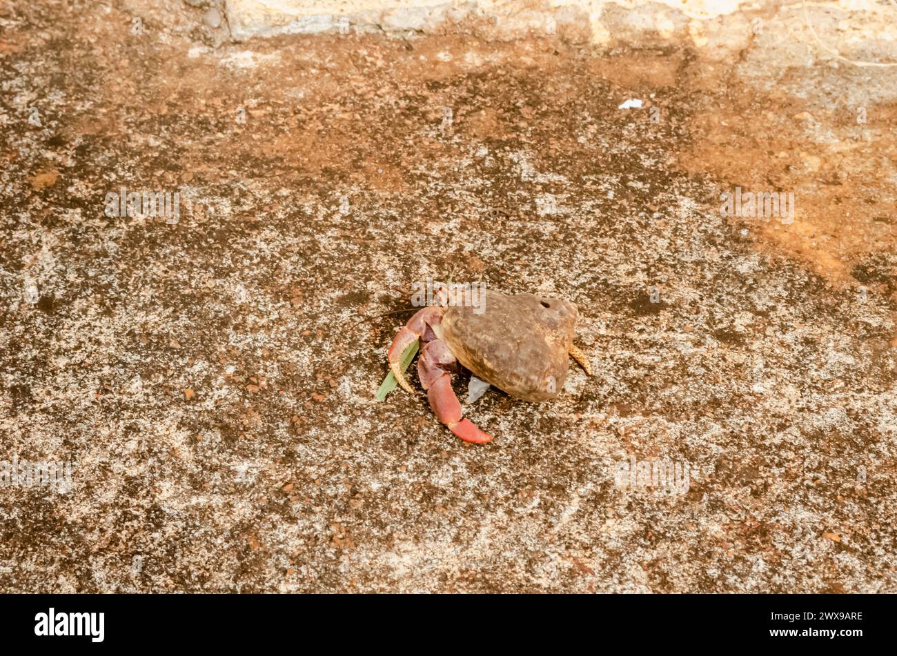 Hermit crab on land hi-res stock photography and images - Alamy