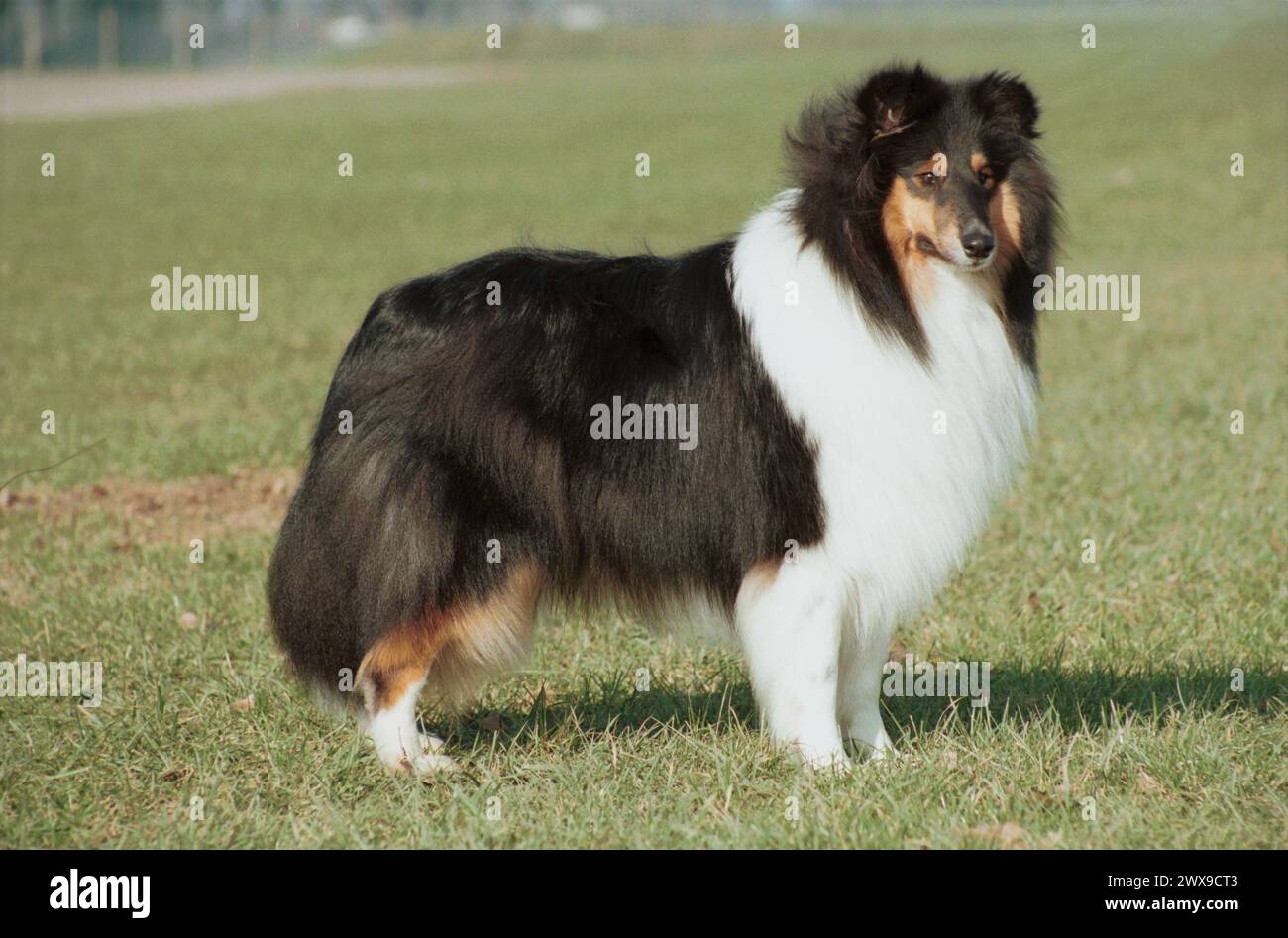 Rough collie puppies hi-res stock photography and images - Alamy