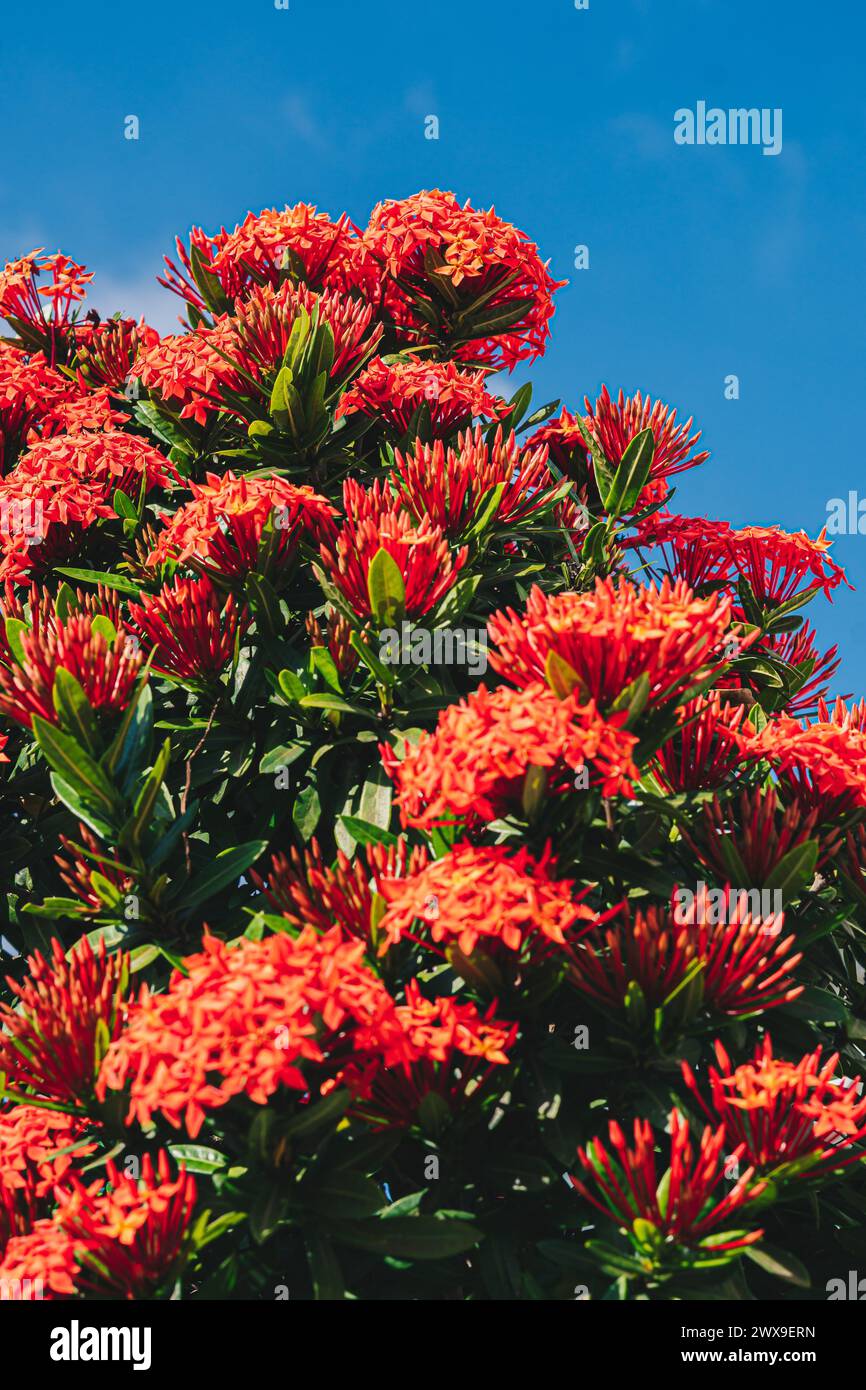 Pohutukawa Delonix regia fiery tree bright red flowers legume family subfamily Caesalpinia blossom blooming against blue sky Vietnam summer day time Stock Photo