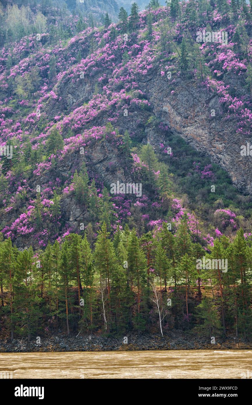 Mountain slopes covered with blooming Rhododendron dauricum bushes with flowers (popular names bagulnik, maralnik) near Altai river Katun. Stock Photo
