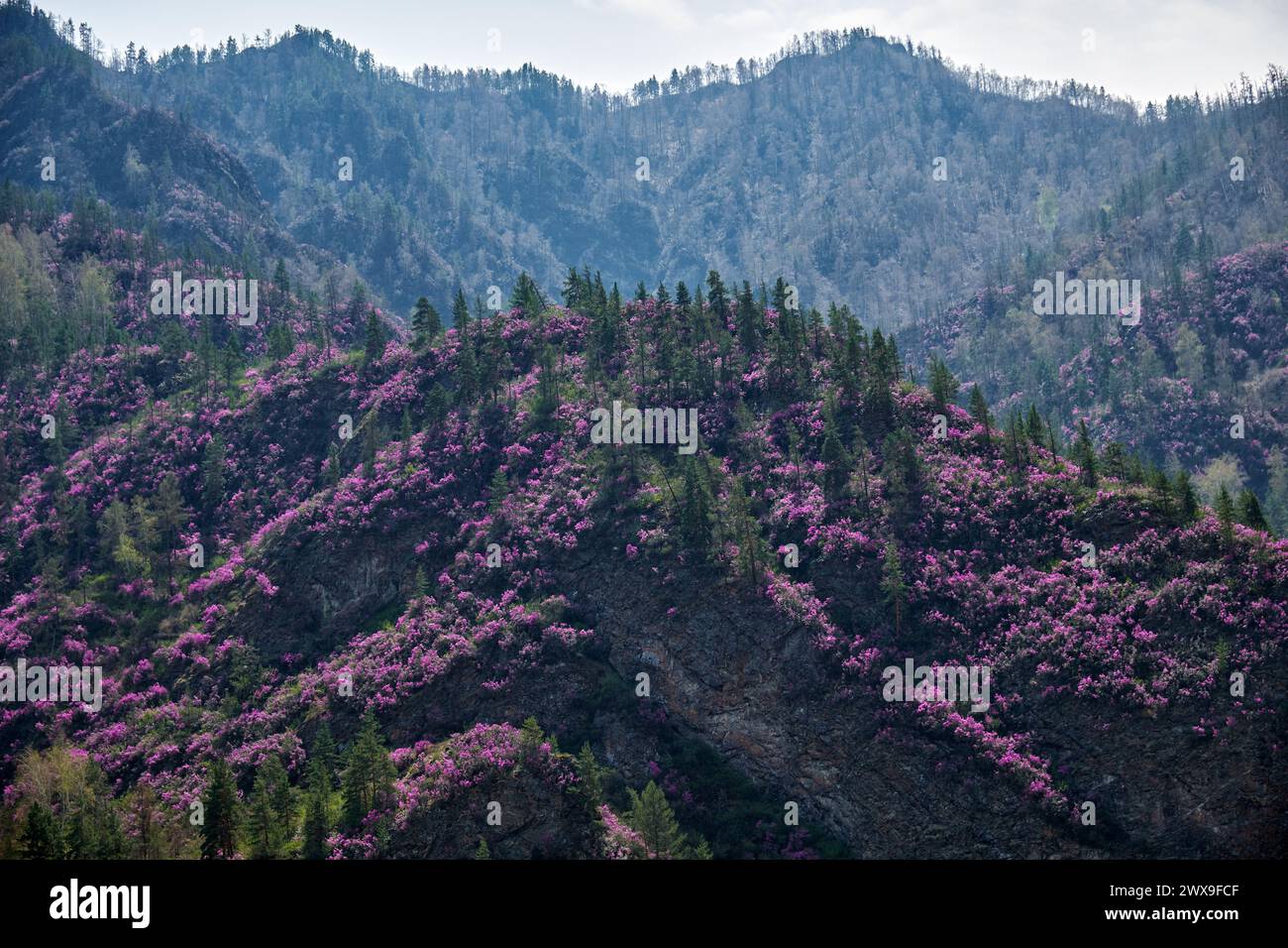 Mountain slopes covered with blooming Rhododendron dauricum bushes with flowers (popular names bagulnik, maralnik) near Altai river Katun. Stock Photo