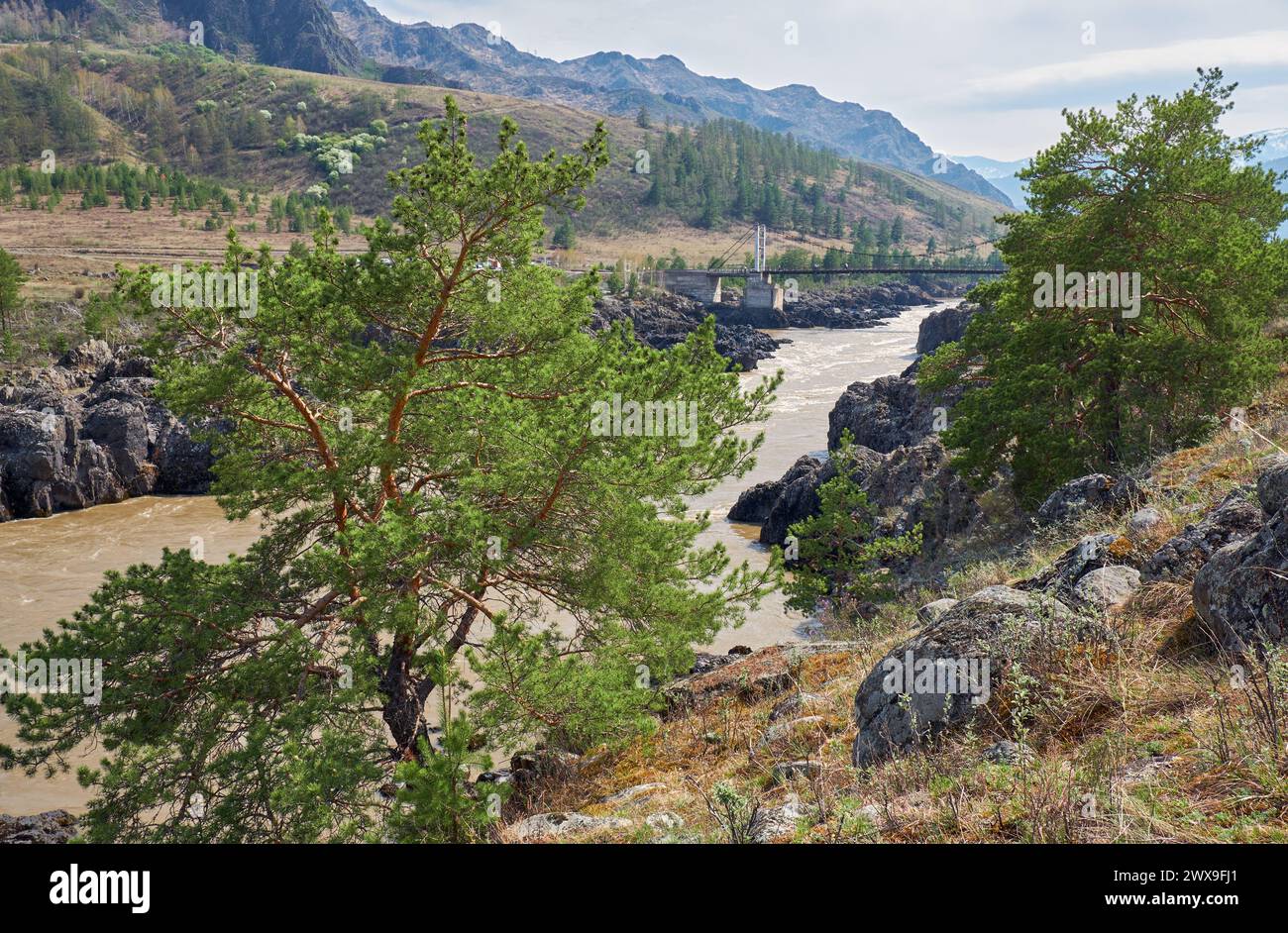 Pine tree on the bank of Altai river Katun near Teldykpen rapids near oroktoi bridge. Stock Photo