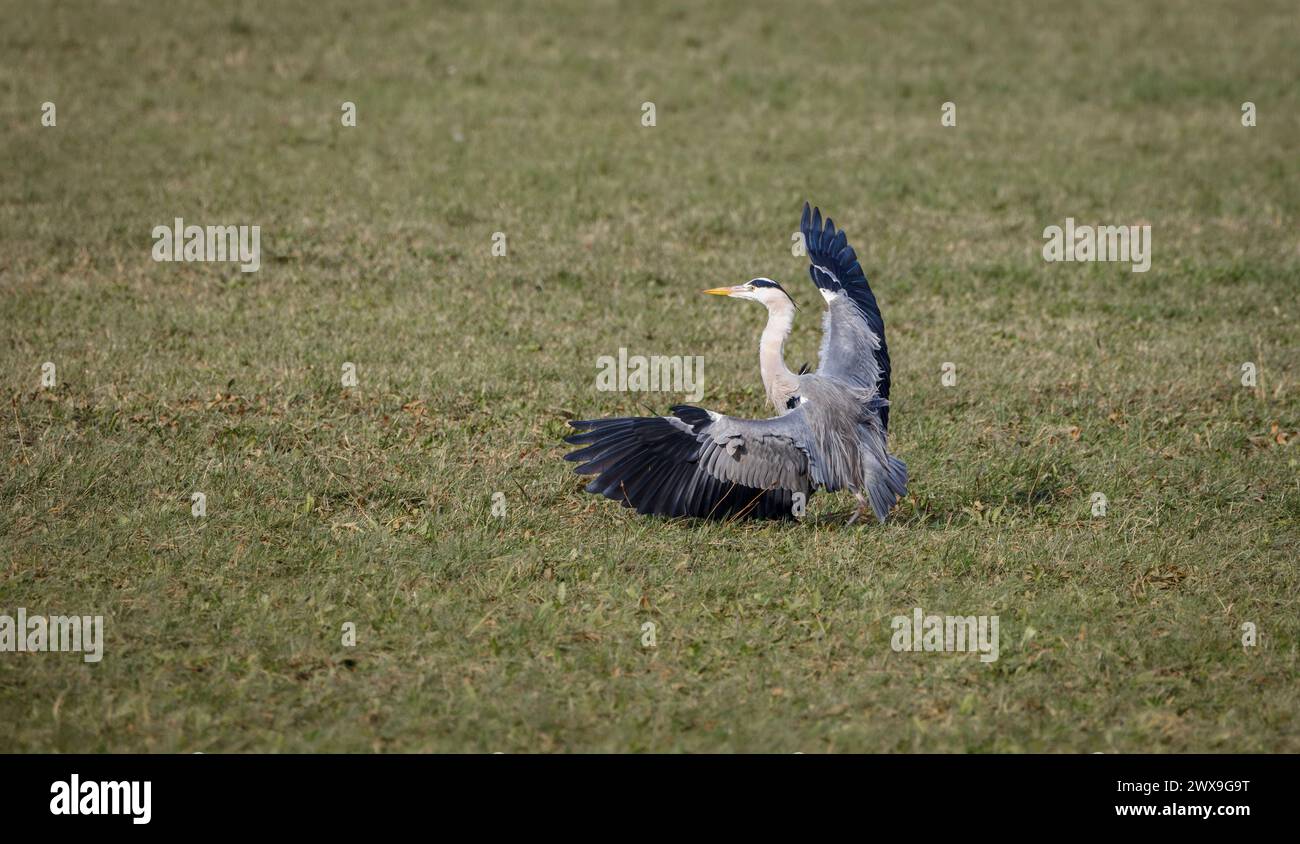 dancing gray heron with wide open wings Stock Photo