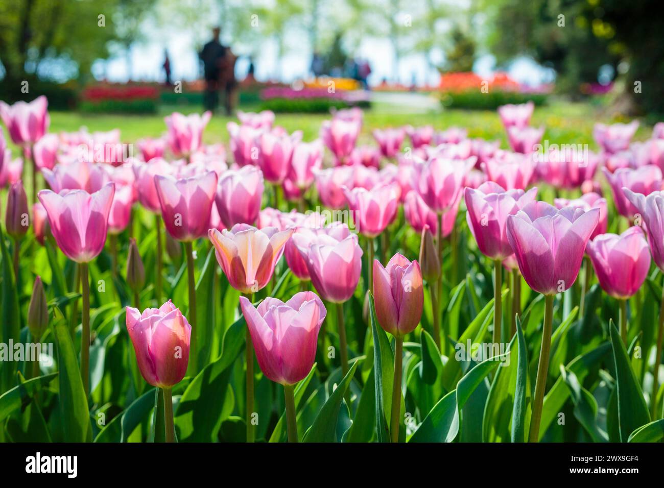 tulip field in spring with park in background Stock Photo - Alamy