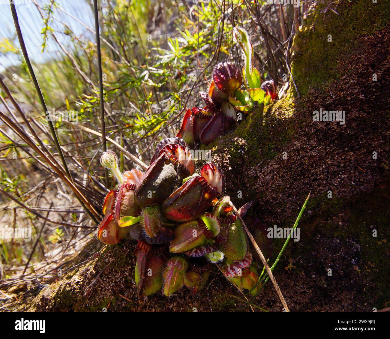 Albany pitcher plant (Cephalotus follicularis) with flower stalks, in natural habitat, Western Australia Stock Photo