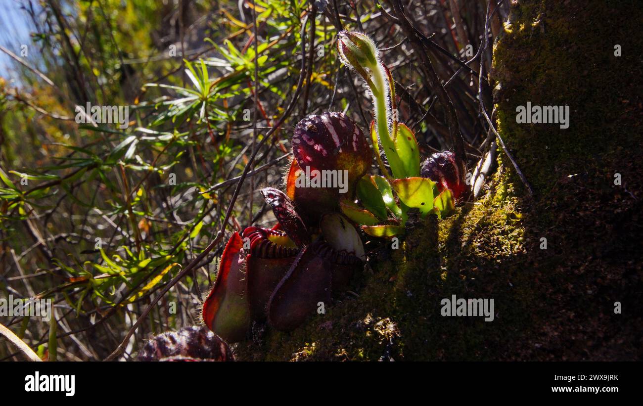 Albany pitcher plant (Cephalotus follicularis) in backlight, in natural habitat, Western Australia Stock Photo