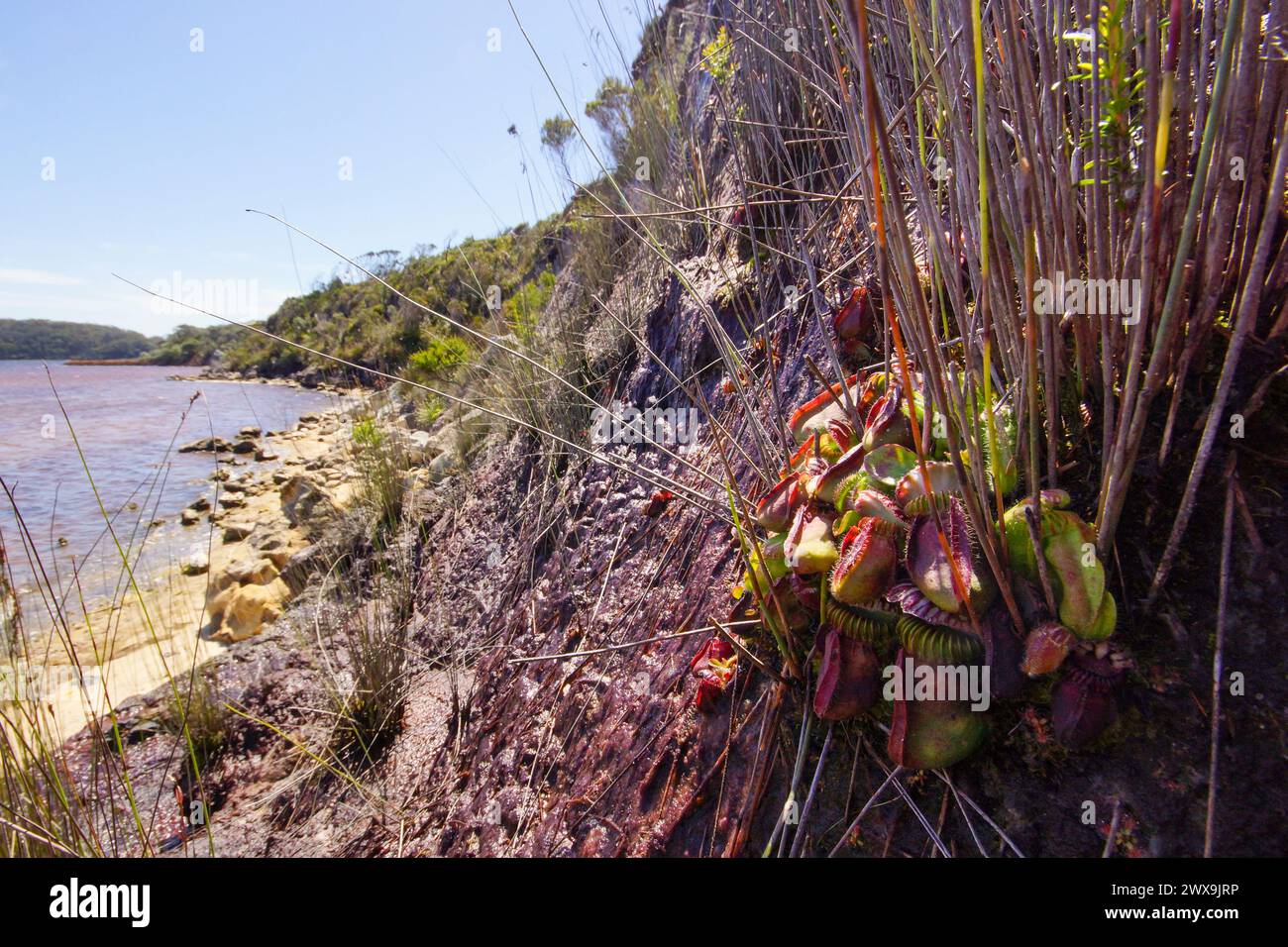 Albany pitcher plant (Cephalotus follicularis) in natural habitat on the water´s edge, Western Australia Stock Photo