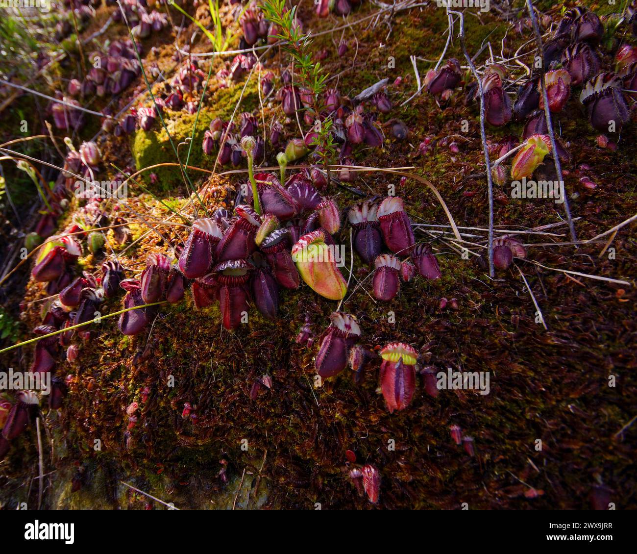 Large group of Albany pitcher plants (Cephalotus follicularis), in mossy soil, natural habitat, Western Australia Stock Photo