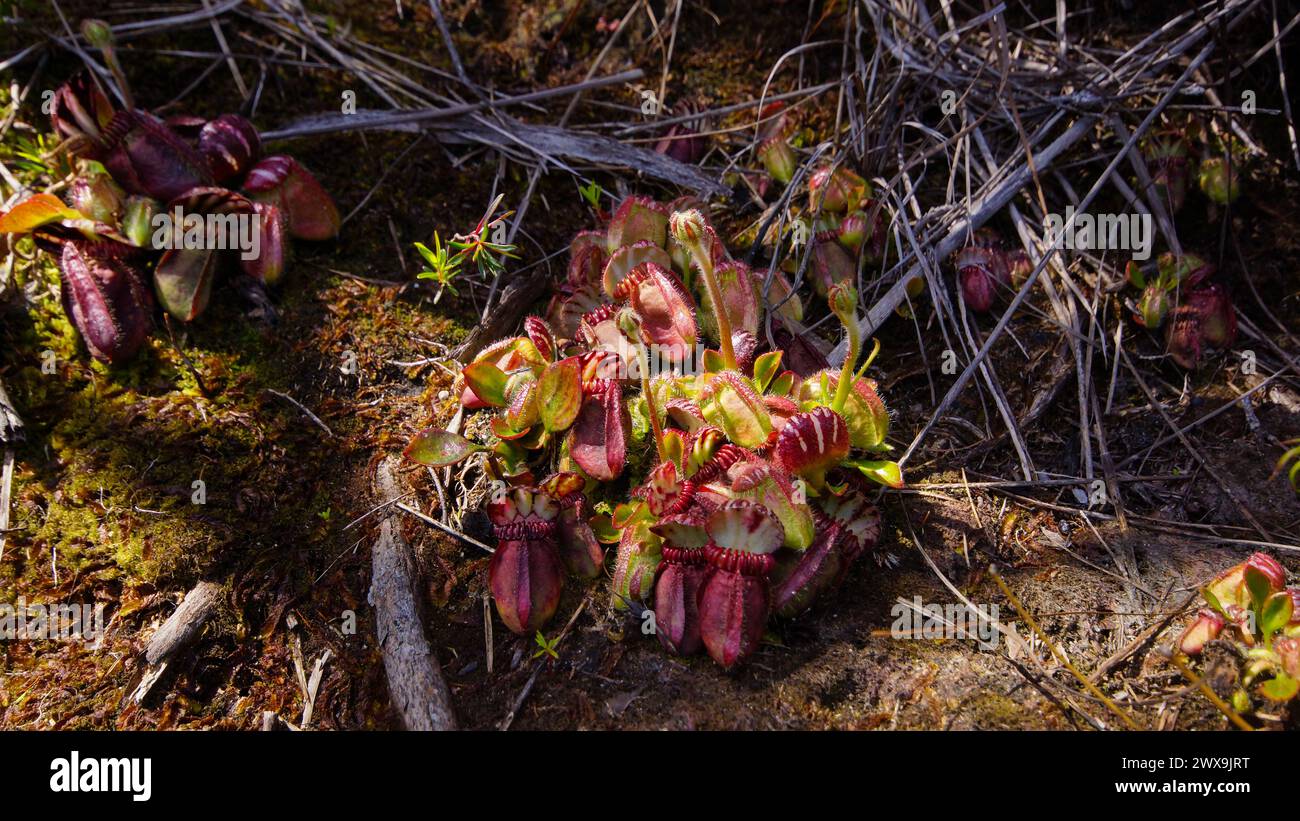 Large plant of Cephalotus follicularis, the Albany pitcher plant, in natural habitat, Western Australia Stock Photo