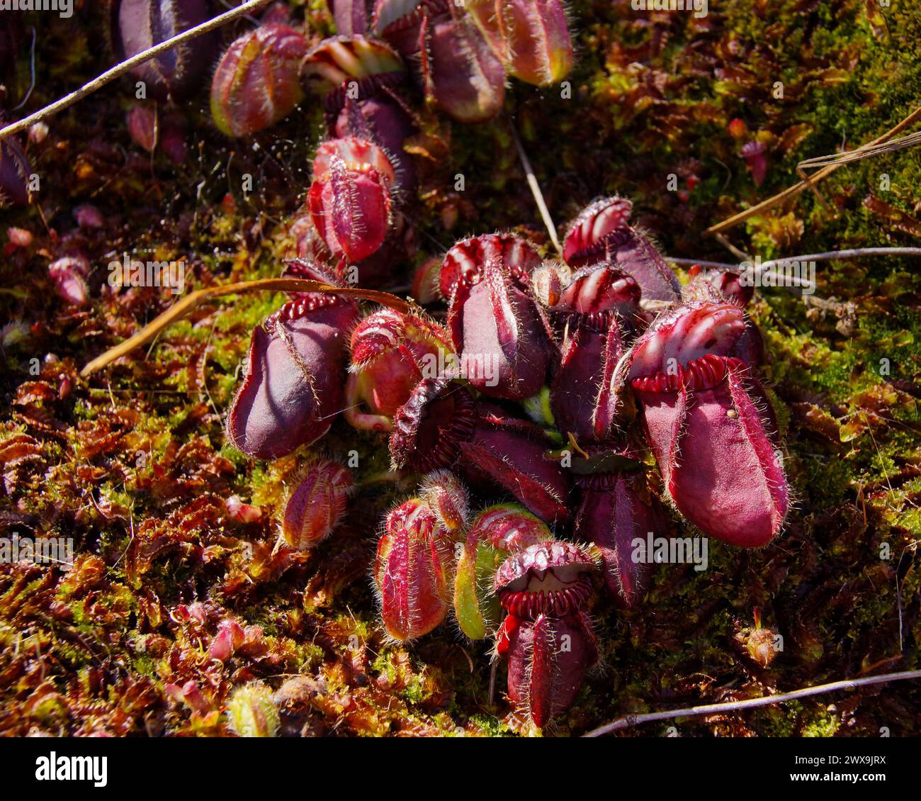 Albany pitcher plant (Cephalotus follicularis) with big red pitchers, in natural habitat, Western Australia Stock Photo