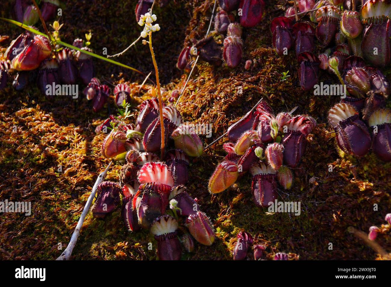 Albany pitcher plant (Cephalotus follicularis), flowering plant in mossy soil, in natural habitat, Western Australia Stock Photo