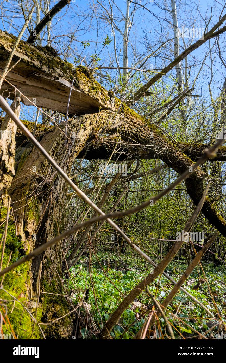 fallen tree after strong wind in the forest, vertical shot Stock Photo