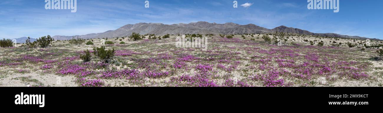Desert Superbloom and Wildflowers Stock Photo