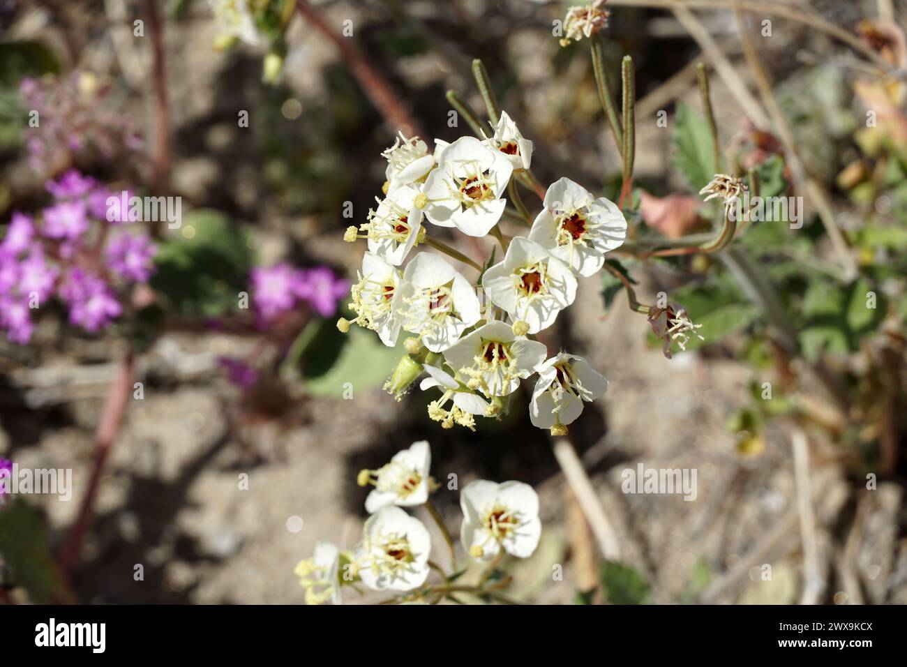 Desert Superbloom and Wildflowers Stock Photo